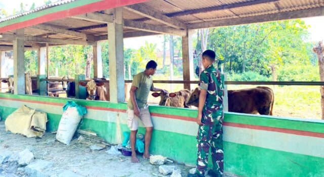 Yonif TP 885 Belibis Putih Turun Kandang Bojonegoro, Pelajari Rahasia Sukses Ternak Sapi IMG 20260619 WA0056