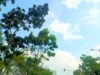 Prakiraan Cuaca Bojonegoro Sabtu 27 Juni 2026: Cerah Mendominasi IMG 20260627 WA0013