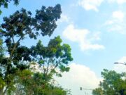 Prakiraan Cuaca Bojonegoro Sabtu 27 Juni 2026: Cerah Mendominasi IMG 20260627 WA0013