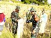 TMMD 129 Bojonegoro Hadir Hingga ke Ladang, Petani Rasakan Manfaat Nyata 1784650797370