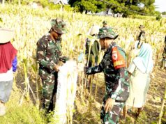 TMMD 129 Bojonegoro Hadir Hingga ke Ladang, Petani Rasakan Manfaat Nyata 1784650797370