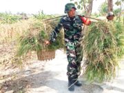 TMMD Bojonegoro Sentuh Hati Warga, Babinsa Kesongo Ikut Pikul Rumput Pakan Ternak IMG 20260721 WA0035
