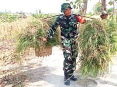 TMMD Bojonegoro Sentuh Hati Warga, Babinsa Kesongo Ikut Pikul Rumput Pakan Ternak IMG 20260721 WA0035