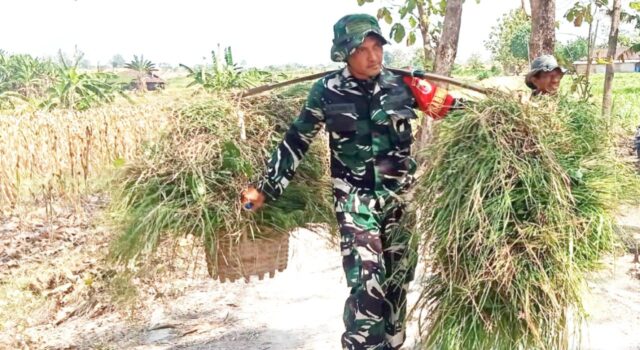 TMMD Bojonegoro Sentuh Hati Warga, Babinsa Kesongo Ikut Pikul Rumput Pakan Ternak IMG 20260721 WA0035