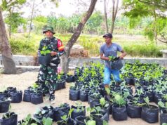 TMMD 129 Bojonegoro Salurkan Bibit Sayuran, Babinsa Kesongo Turun Langsung Bantu Warga 1785940471777