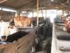 Ini Rahasia Kelompok Lembu Suro Lolos Wakili Bojonegoro di Jatim 1787975257576