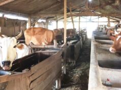 Ini Rahasia Kelompok Lembu Suro Lolos Wakili Bojonegoro di Jatim 1787975257576