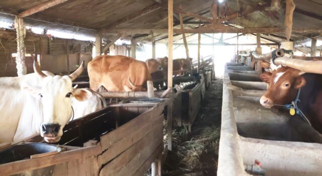 Ini Rahasia Kelompok Lembu Suro Lolos Wakili Bojonegoro di Jatim 1787975257576