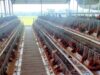 BUMDesa Kaliombo Purwosari Bojonegoro Buktikan Desa Bisa Mandiri Lewat Bisnis Ayam Petelur IMG 20260803 WA0030