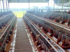 BUMDesa Kaliombo Purwosari Bojonegoro Buktikan Desa Bisa Mandiri Lewat Bisnis Ayam Petelur IMG 20260803 WA0030