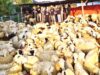 Dari 15 Domba Jadi Ratusan Ekor, Usaha Pemuda Bojonegoro Ini Makin Melejit IMG 20260803 WA0031