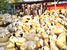 Dari 15 Domba Jadi Ratusan Ekor, Usaha Pemuda Bojonegoro Ini Makin Melejit IMG 20260803 WA0031