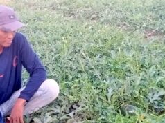 Panen Semangka Makin Dekat, Petani Jubellor Sugio Lamongan Berharap Tak Dipermainkan Tengkulak IMG 20260805 WA0026
