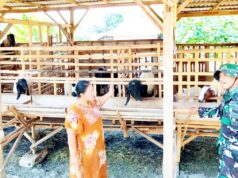 TMMD 129 Bojonegoro Sentuh Kehidupan Peternak, Babinsa Jalin Komunikasi dengan Warga IMG 20260807 WA0035