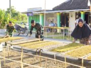 Bikin Haru, Satgas TMMD Bojonegoro Rela Bantu Petani Rajang Tembakau IMG 20260808 WA0050