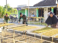 Bikin Haru, Satgas TMMD Bojonegoro Rela Bantu Petani Rajang Tembakau IMG 20260808 WA0050