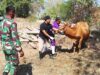 Ada YANDUWAN di TMMD Bojonegoro, Ratusan Ternak Warga Kesongo Dapat Pemeriksaan Gratis IMG 20260808 WA0056