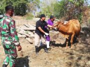 Ada YANDUWAN di TMMD Bojonegoro, Ratusan Ternak Warga Kesongo Dapat Pemeriksaan Gratis IMG 20260808 WA0056