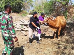 Ada YANDUWAN di TMMD Bojonegoro, Ratusan Ternak Warga Kesongo Dapat Pemeriksaan Gratis IMG 20260808 WA0056