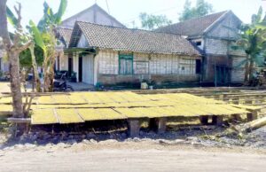 Petani Tembakau di Kedungadem Bojonegoro Tersenyum, Harga Tembus Rp39 Ribu IMG 20260809 WA0010