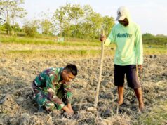 TMMD Bojonegoro, Serda Rizky Turun Sawah Bantu Petani Tanam Tembakau IMG 20260810 WA0030
