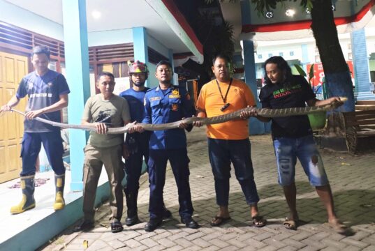 Warga Tondomulo Bojonegoro Panik, King Kobra 4 Meter Bersarang di Rumah IMG 20260811 WA0009