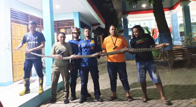 Warga Tondomulo Bojonegoro Panik, King Kobra 4 Meter Bersarang di Rumah IMG 20260811 WA0009