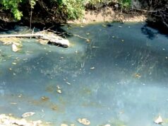 Dugaan Limbah Tahu Cemari Sungai Pacal, DLH Bojonegoro Belum Cek Lokasi IMG 20260811 WA0074