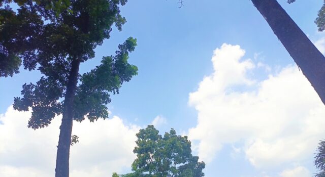 Cuaca Hari Kemerdekaan di Bojonegoro Cerah IMG 20260817 WA0004