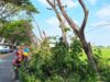 PLN ULP Sumberrejo Bojonegoro Percepat Pengamanan Jaringan, 180 Titik Jadi Target IMG 20260818 WA0041