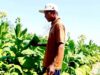 Luas Tanam Tembakau Bojonegoro Melonjak, Harga Rajangan Bikin Petani Lega IMG 20260903 WA0053
