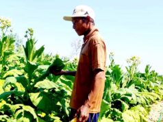 Luas Tanam Tembakau Bojonegoro Melonjak, Harga Rajangan Bikin Petani Lega IMG 20260903 WA0053