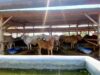 Ternak Sapi Jadi Penggerak Ekonomi Warga Ngantru Sekaran Bojonegoro IMG 20260904 WA0017