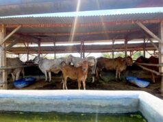 Ternak Sapi Jadi Penggerak Ekonomi Warga Ngantru Sekaran Bojonegoro IMG 20260904 WA0017