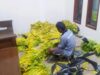 Harga Tembakau Cuma Rp32 Ribu, Petani Bojonegoro Keluhkan Biaya Produksi IMG 20260905 WA0015