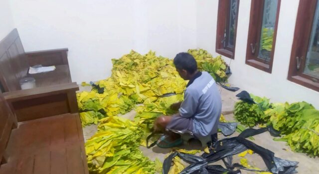 Harga Tembakau Cuma Rp32 Ribu, Petani Bojonegoro Keluhkan Biaya Produksi IMG 20260905 WA0015