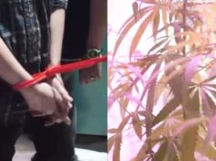 ASN Kementerian Ditangkap, Rumah di Cileunyi Bandung Disulap Jadi Ladang Ganja