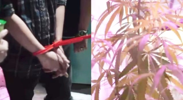 ASN Kementerian Ditangkap, Rumah di Cileunyi Bandung Disulap Jadi Ladang Ganja