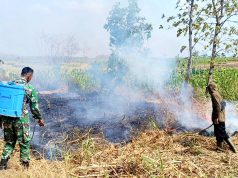 Lahan Medalem Lamongan Terbakar, Pembakaran Sisa Tebu Diduga Jadi Pemicu