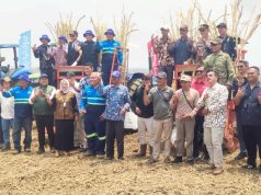 Petani Tebu Laren Lamongan Dapat Dukungan, Bongkar Ratoon Resmi Dimulai