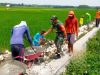 Program Padat Karya di Bluluk Lamongan, Jalan Tani Dibangun Bersama Warga