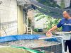 Panen 1 Ton Lele, Warga Sukosewu Buktikan Manfaat Program Kolega Bojonegoro