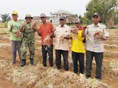 Panen Bawang Merah di Lamongan, Ini Peran TNI dalam Mendampingi Petani